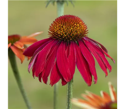 Echinacea Hybr. 'KISMET Red' -R- Echinacea Hybr. 'KISMET Red' -R-