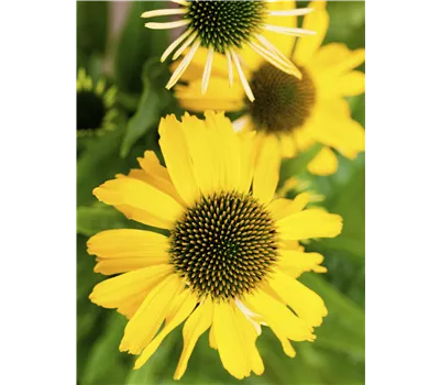 Echinacea Hybr. 'KISMET Yellow' -R- Echinacea Hybr. 'KISMET Yellow' -R-