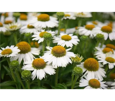 Echinacea Hybr. 'Meditation White' -R-