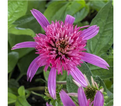 Echinacea Hybr. 'Mini Belle' -R-