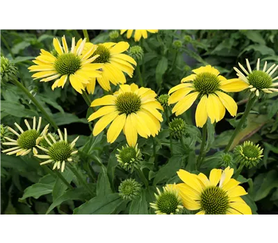 Echinacea Hybr. 'Papallo Classic Lemon'