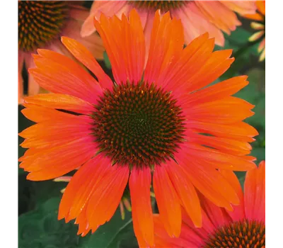 Echinacea Hybr. 'Papallo Classic Orange-Rose' -R-