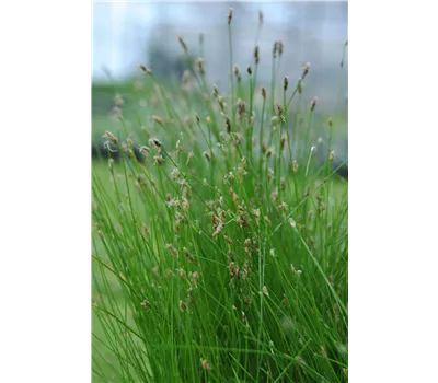 Eleocharis palustris Eleocharis palustris