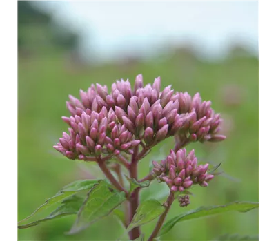 Eupatorium dubium 'Baby Joe' -R- Eupatorium dubium 'Baby Joe' -R-