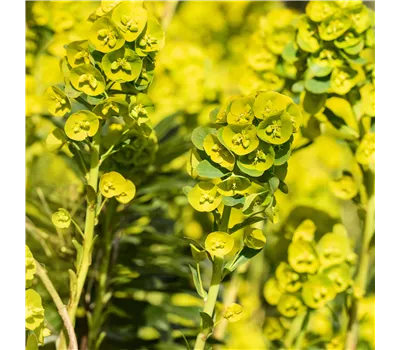 Euphorbia amygdaloides 'Athene' -R- Euphorbia amygdaloides 'Athene' -R-