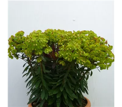Euphorbia amygdaloides 'Medea' -R- Euphorbia amygdaloides 'Medea' -R-