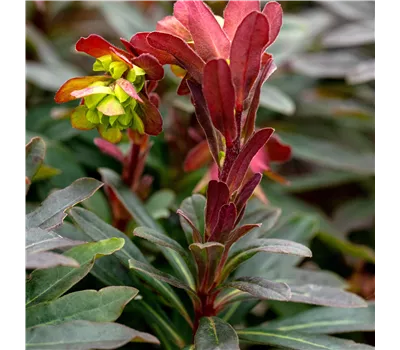 Euphorbia amygdaloides 'Purpurea' Euphorbia amygdaloides 'Purpurea'