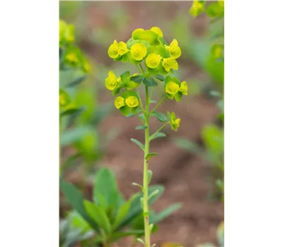 Euphorbia amygdaloides var.'robbiae'