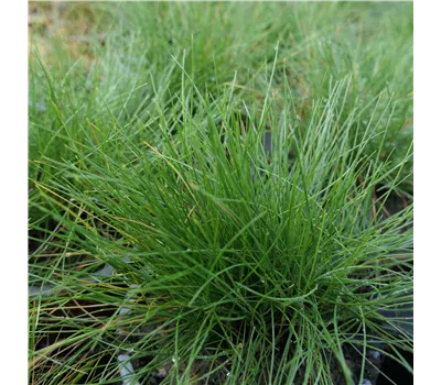 Festuca gautieri 'Teddybär' Festuca gautieri 'Teddybär'