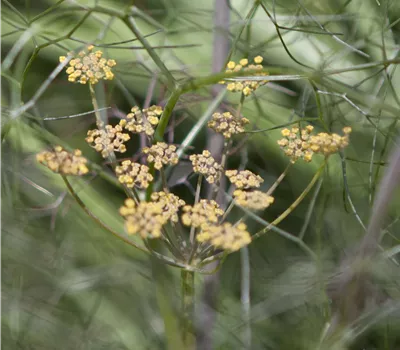 Foeniculum vulgare 'Smokey' Foeniculum vulgare 'Smokey'