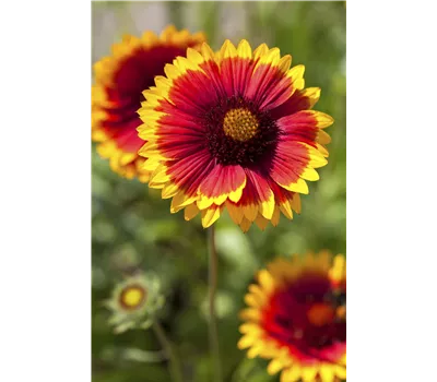 Gaillardia x grandiflora 'Kobold' Gaillardia x grandiflora 'Kobold'
