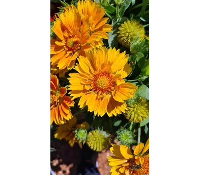 Gaillardia x grandiflora 'Spintop Mango' Gaillardia x grandiflora 'Spintop Mango'