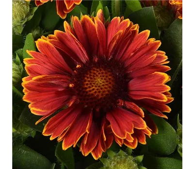 Gaillardia x grandiflora 'Spintop Yellow Touch' Gaillardia x grandiflora 'Spintop Yellow Touch'