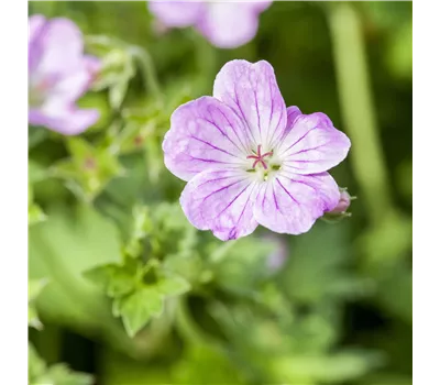 Geranium cinereum 'Alice' -R- Geranium cinereum 'Alice' -R-