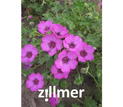 Geranium cinereum 'Carol' -R- Geranium cinereum 'Carol' -R-