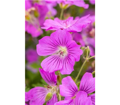 Geranium cinereum 'Laurence Flatman' Geranium cinereum 'Laurence Flatman'