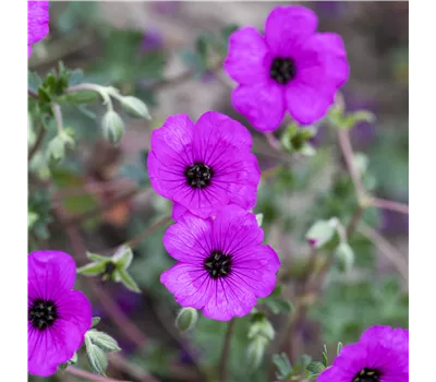 Geranium cinereum var. 'subcaulescens' Geranium cinereum var. 'subcaulescens'