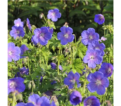 Geranium himalayense 'Gravetye' Geranium himalayense 'Gravetye'