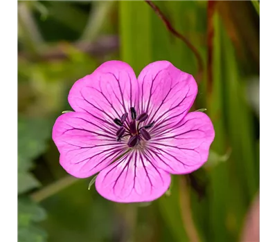 Geranium Hybr.'Pink Penny' -R-