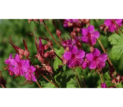 Geranium macrorrhizum 'Czakor'