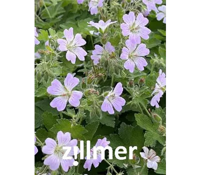 Geranium Renardii-Hybr.'Chantilly' Geranium Renardii-Hybr.'Chantilly'