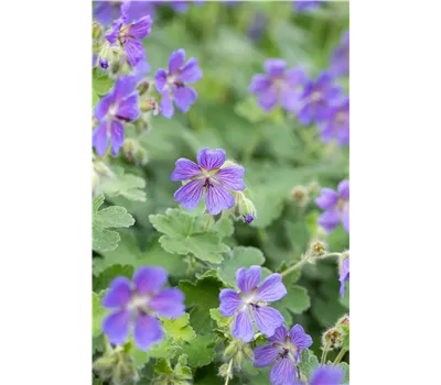 Geranium Renardii-Hybr.'Philippe Vapelle' Geranium Renardii-Hybr.'Philippe Vapelle'