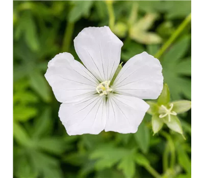 Geranium sanguineum 'Album'