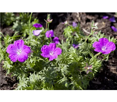 Geranium sanguineum 'Ankum's Pride' Geranium sanguineum 'Ankum's Pride'
