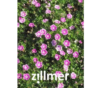 Geranium sanguineum 'Elke'