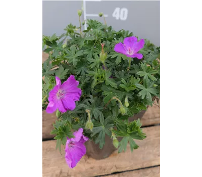 Geranium sanguineum 'Max Frei' Geranium sanguineum 'Max Frei'