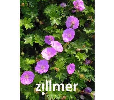 Geranium sanguineum 'Nanum'