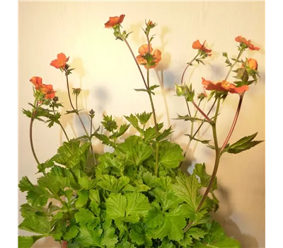 Geum coccineum 'Orange Queen' Geum coccineum 'Orange Queen'