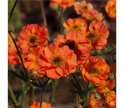 Geum coccineum 'Totally Tangerine'