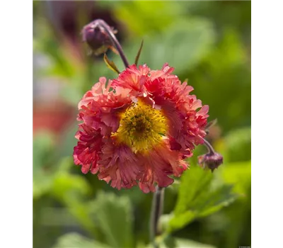 Geum Hybr. 'Bohema Pink' -R-