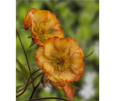 Geum Hybr. 'Nonna' -R-