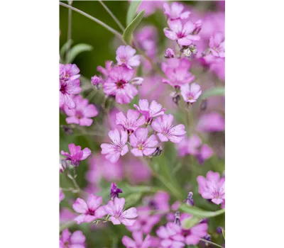Gypsophila repens 'Rosea Compacta' Gypsophila repens 'Rosea Compacta'