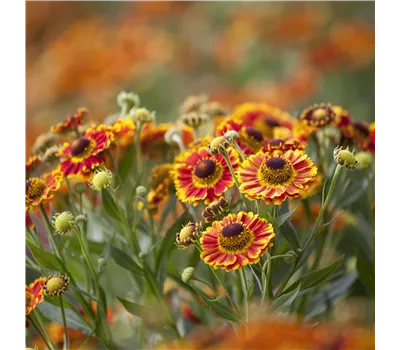 Helenium Hybr.'Bandera' Helenium Hybr.'Bandera'