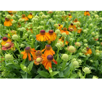 Helenium Hybr.'Helias Orange' Helenium Hybr.'Helias Orange'