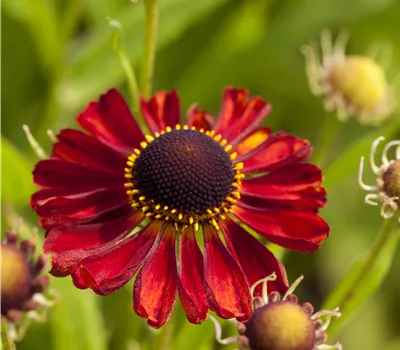 Helenium Hybr.'Rubinzwerg' Helenium Hybr.'Rubinzwerg'