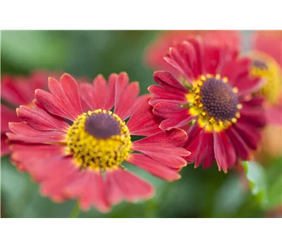 Helenium Hybr.'Salsa' Helenium Hybr.'Salsa'