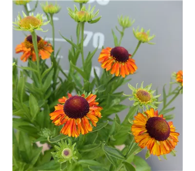 Helenium Hybr.'Short'n Sassy'