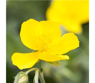 Helianthemum Hybr.'Sterntaler' Helianthemum Hybr.'Sterntaler'