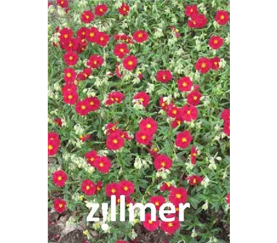 Helianthemum Hybr.'Supreme' Helianthemum Hybr.'Supreme'