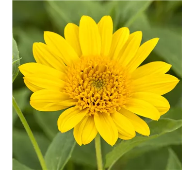 Helianthus decapetalus 'Capenoch Star' Helianthus decapetalus 'Capenoch Star'