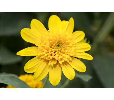 Helianthus decapetalus 'Double Whammy' Helianthus decapetalus 'Double Whammy'