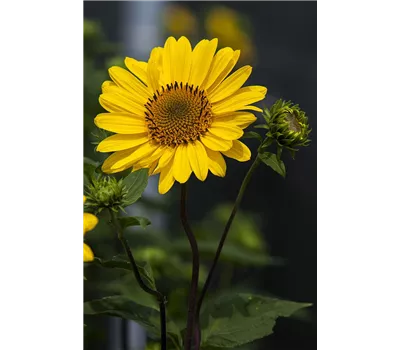 Helianthus decapetalus 'Suncatcher Pure Gold' Helianthus decapetalus 'Suncatcher Pure Gold'
