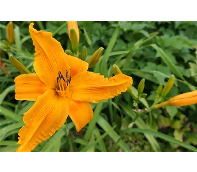 Hemerocallis Hybr.'Burning Daylight' Hemerocallis Hybr.'Burning Daylight'