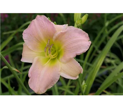Hemerocallis Hybr.'Catherine Woodbury' Hemerocallis Hybr.'Catherine Woodbury'