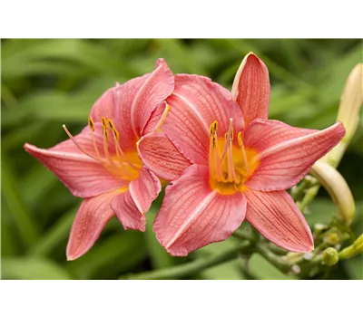 Hemerocallis Hybr.'Cosmopolitan' Hemerocallis Hybr.'Cosmopolitan'