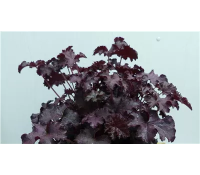Heuchera Hybr.'Black Knight' Heuchera Hybr.'Black Knight'